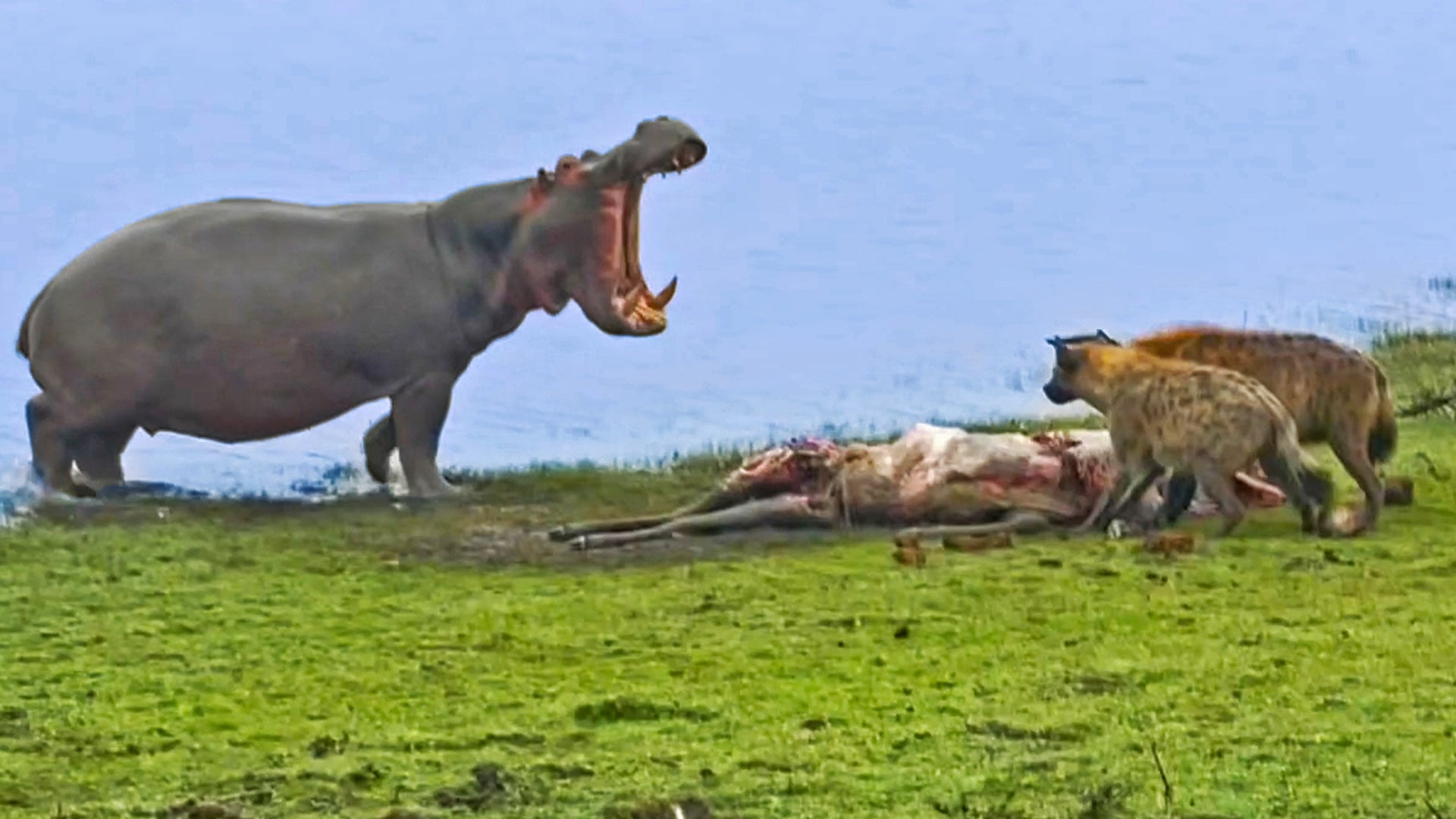 Angry Hippo Interrupts Hyena Meal