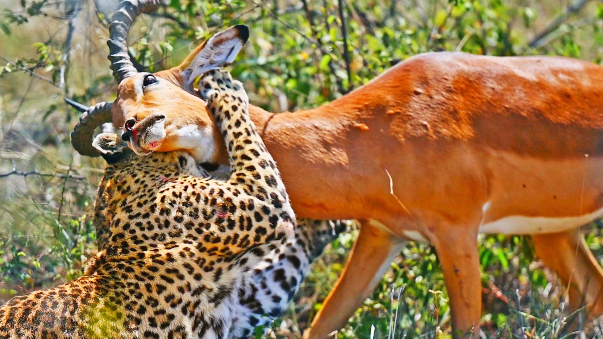 2 Lions Steal a Lone Buck From a Leopard