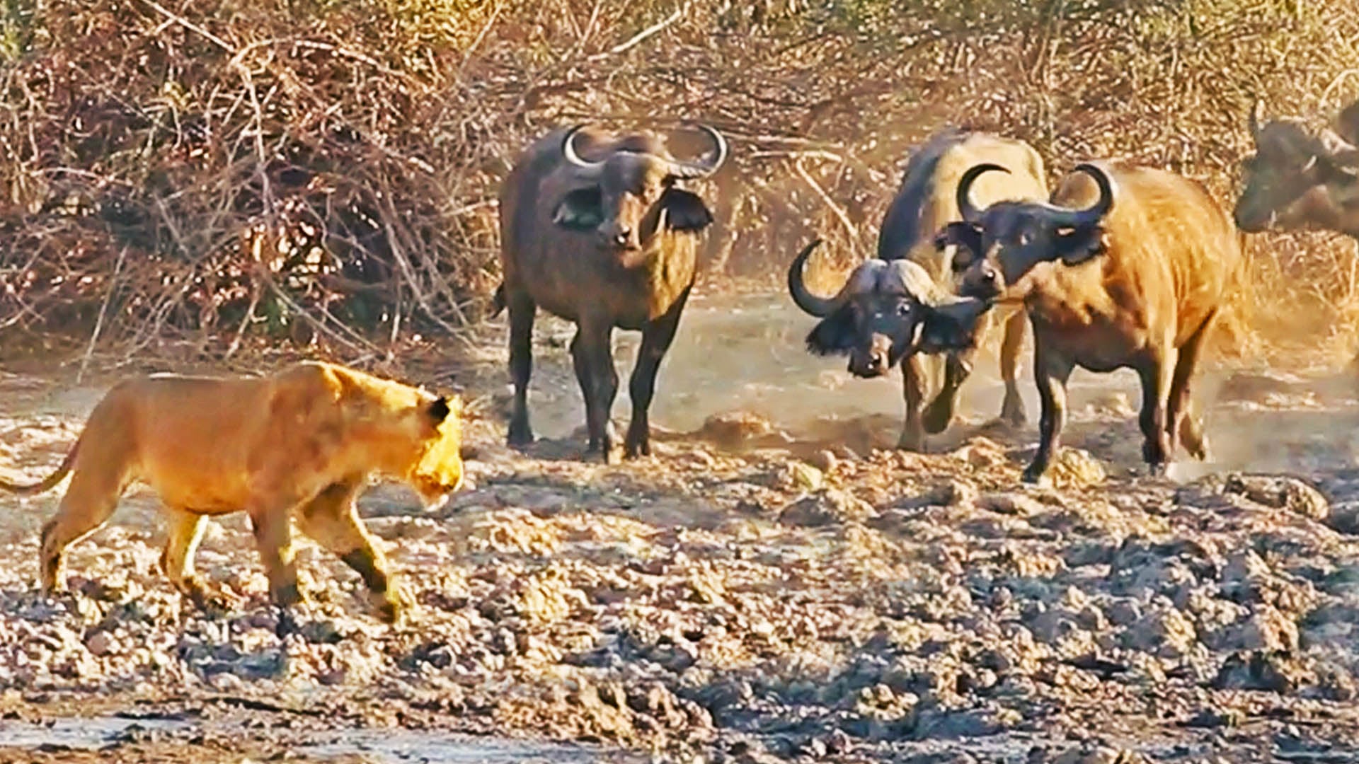 Buffalo Herd Makes Last Stand Against Lion Pride