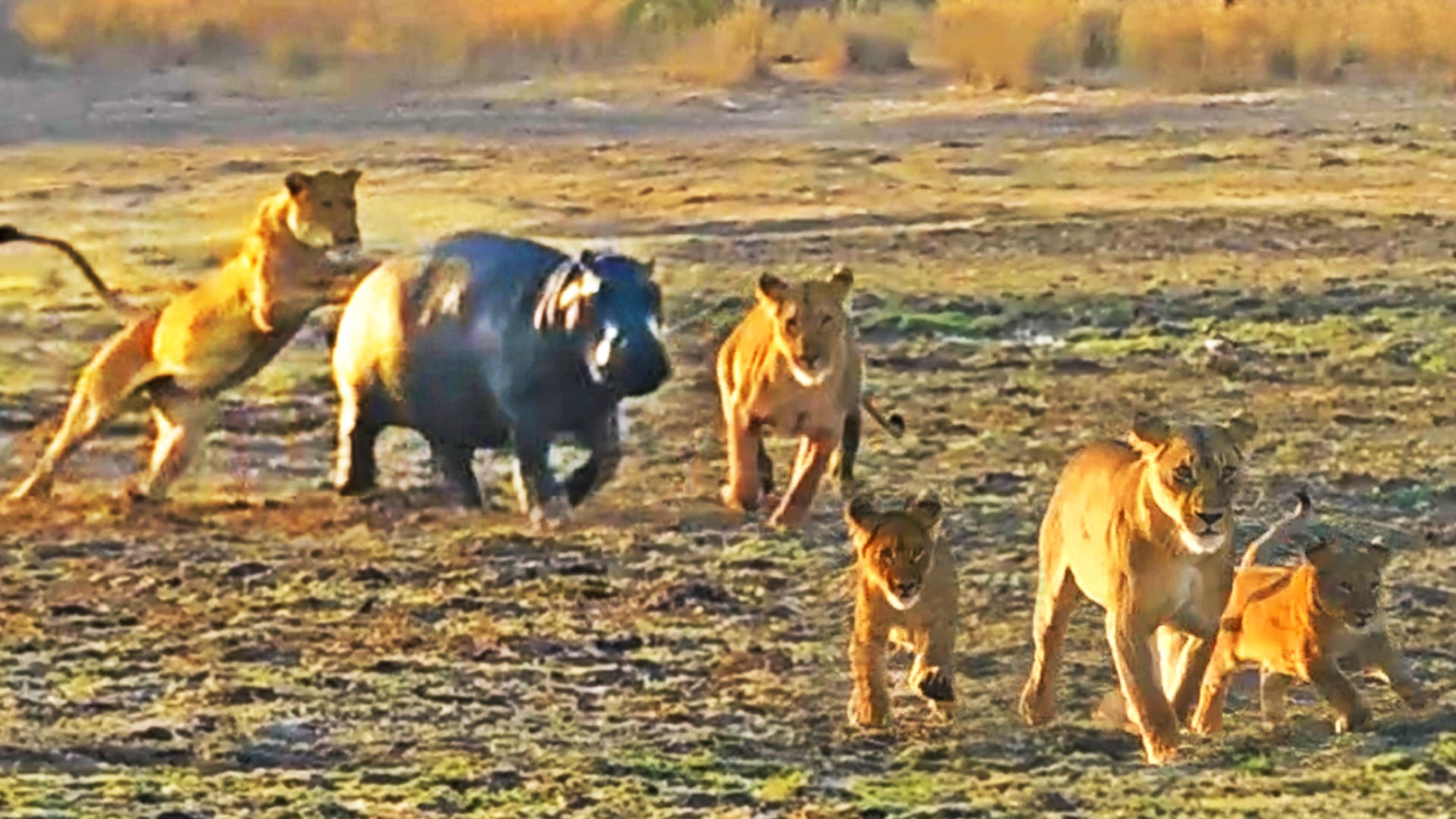 Young Hippo Trapped on Land Bashes Through 6 Lions to Escape