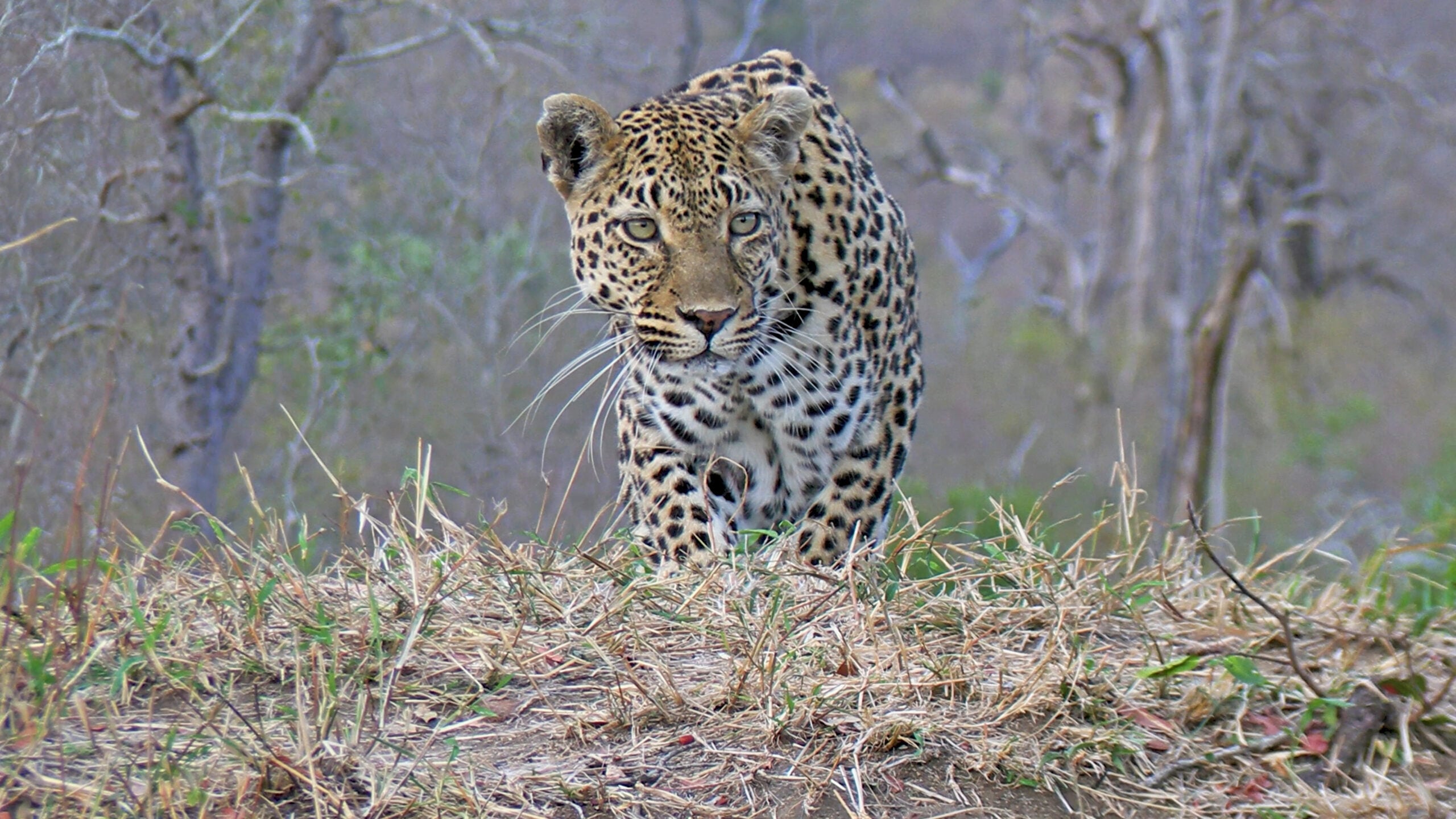 World-Famous Three Rivers Leopard Found Dead After Evidence of a Lion Attack