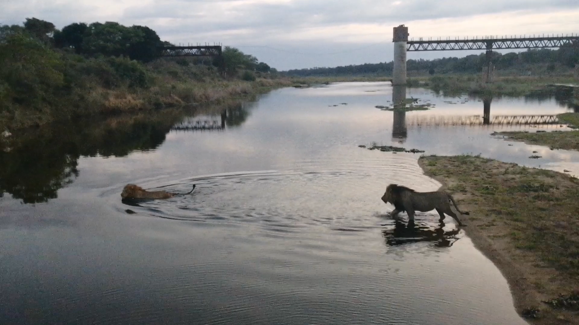 2 Huge Males Lions Cross the River