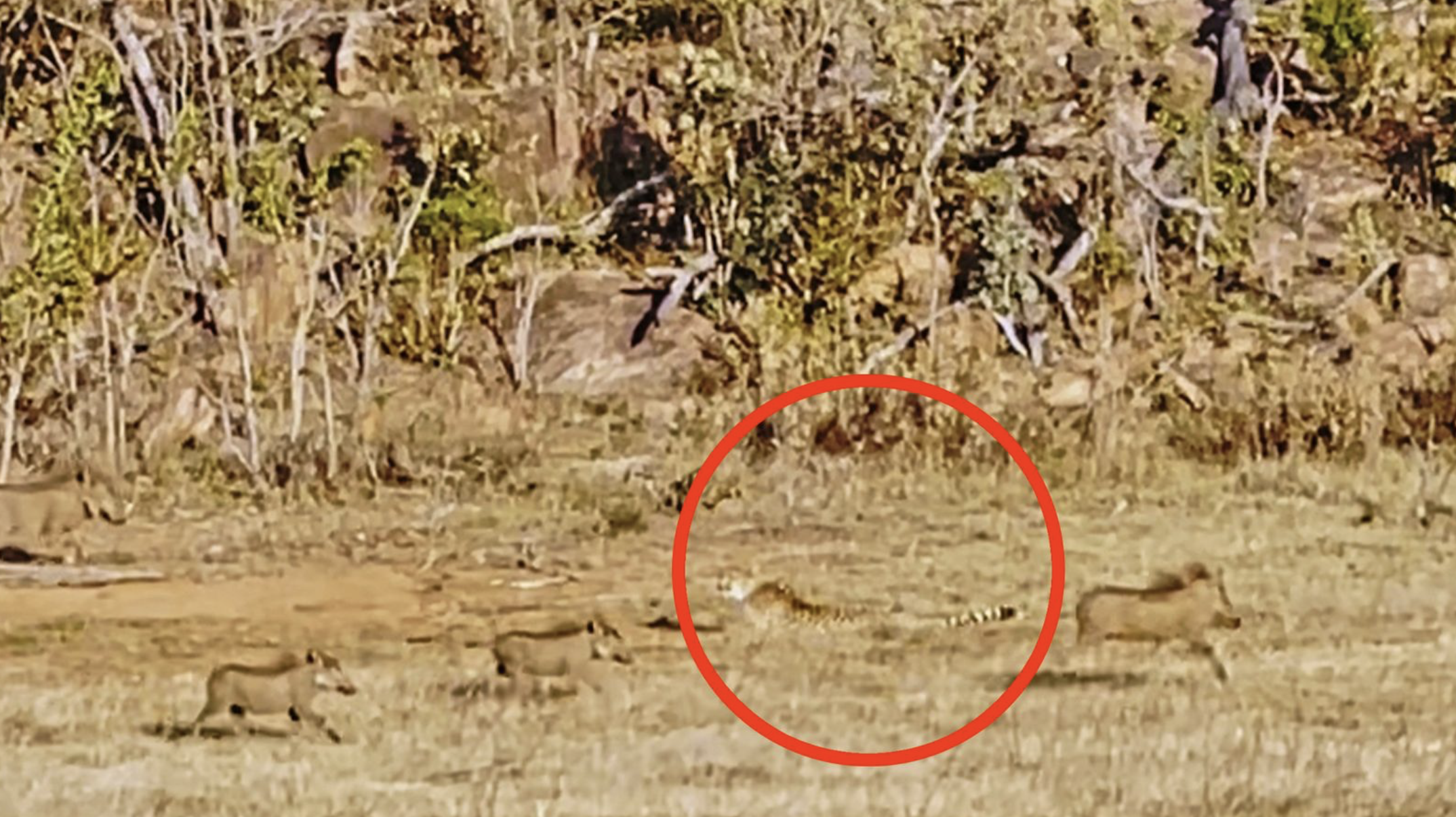 Brave Warthogs Turn Tables and Chase a Cheetah 