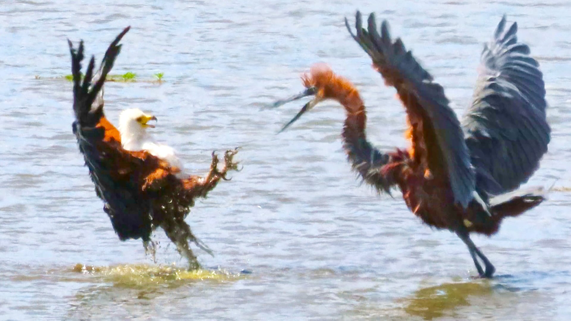 Eagle and Heron Battle Over a Fish