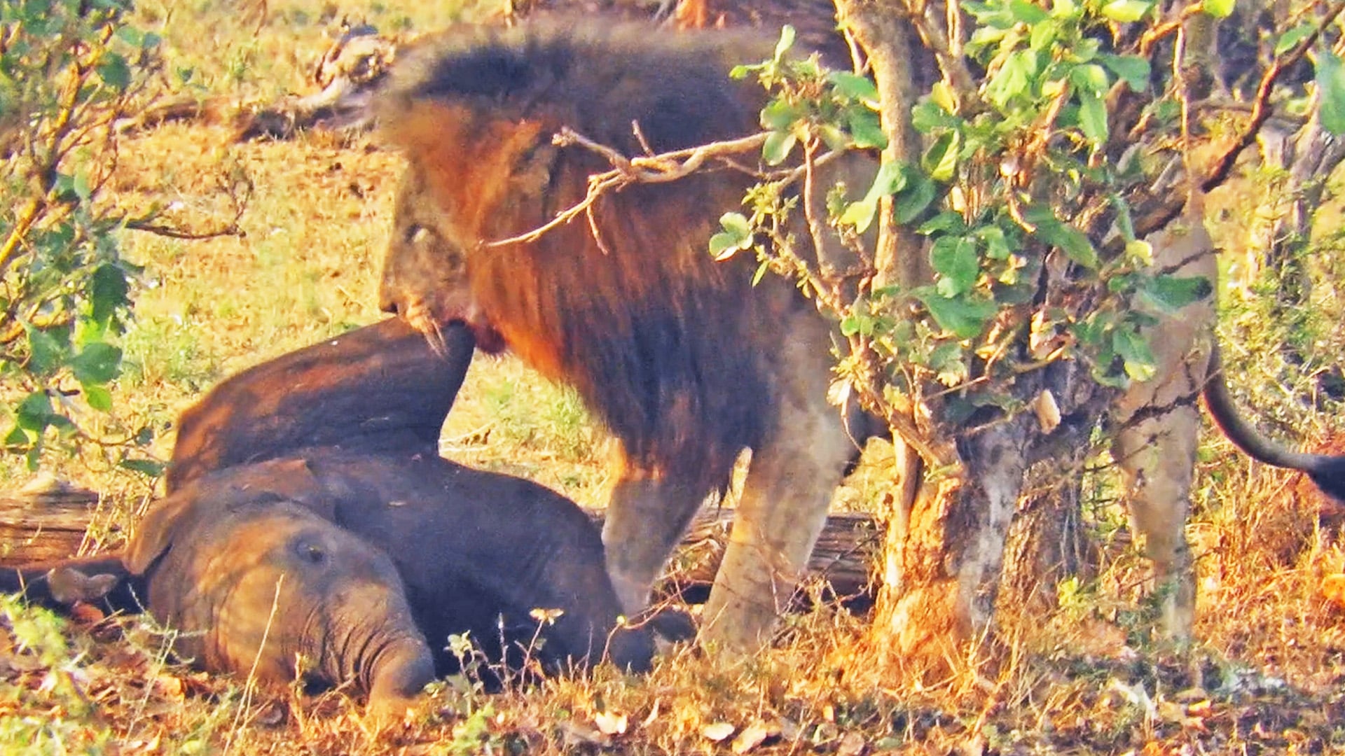 Male Lion Can’t Carry a Baby Elephant