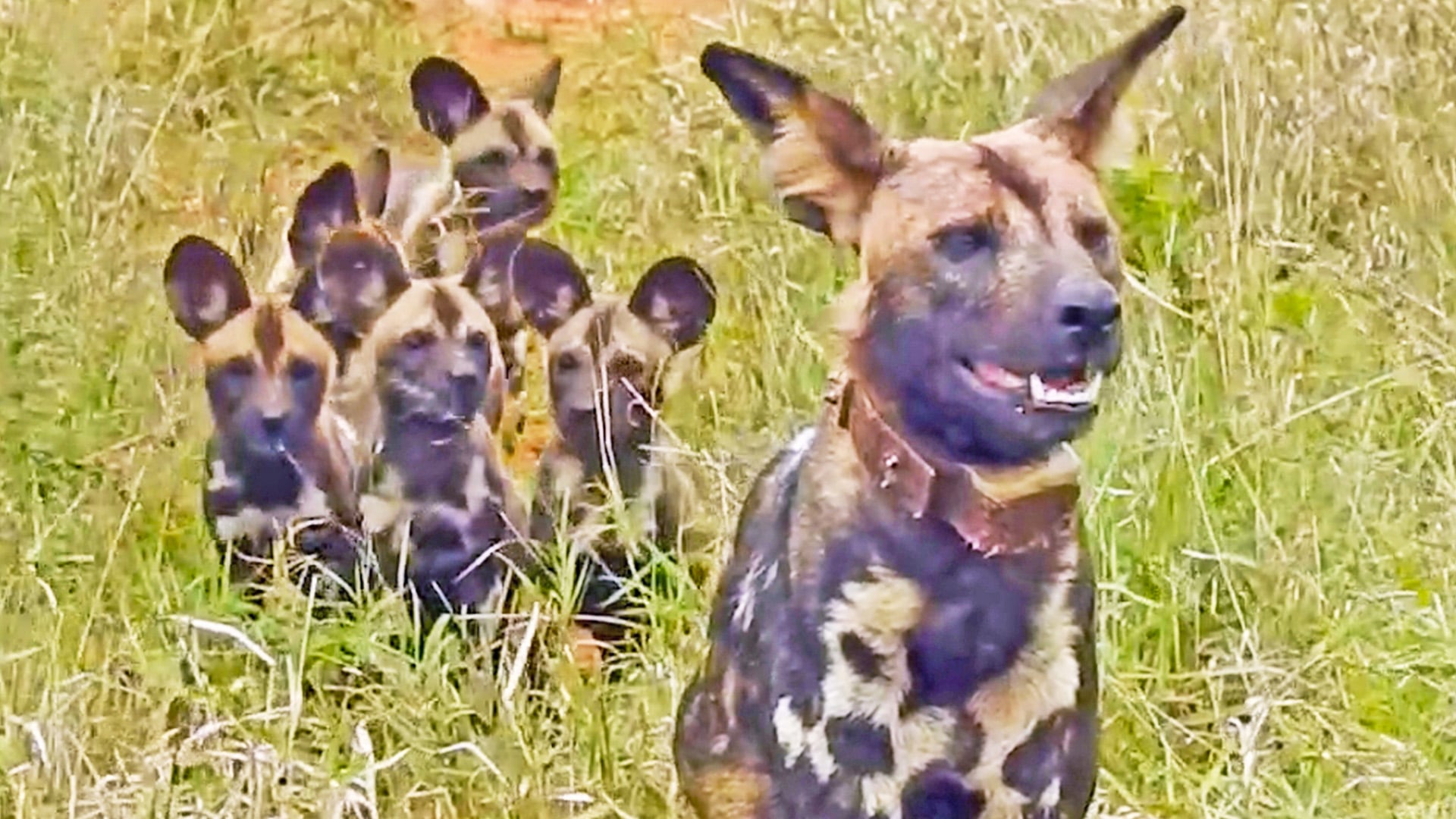 Wild Dog Mom Tries to Control Whole Litter Of Pups