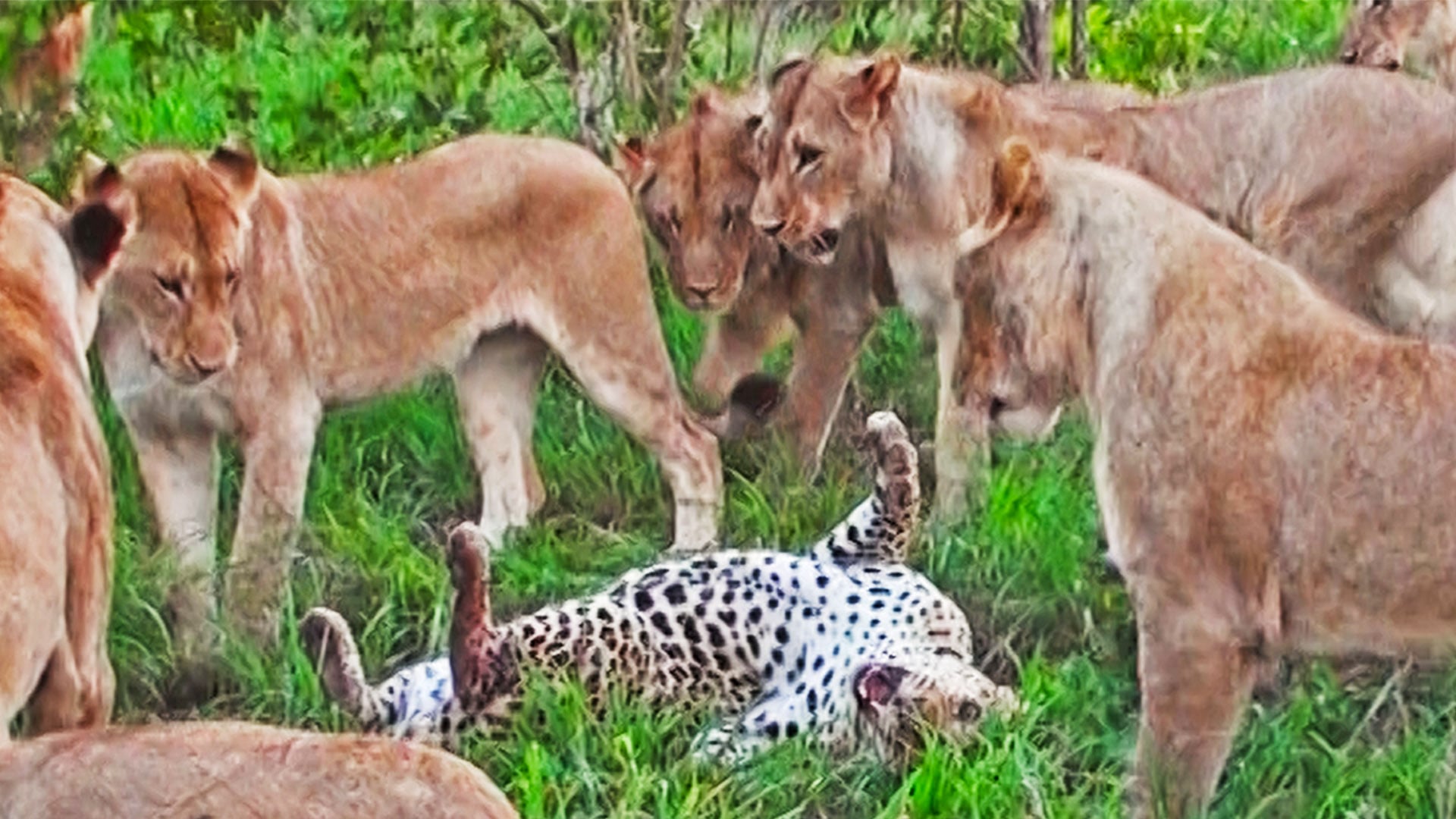 Lion Pride Traps and Old Leopard and Attacks Him