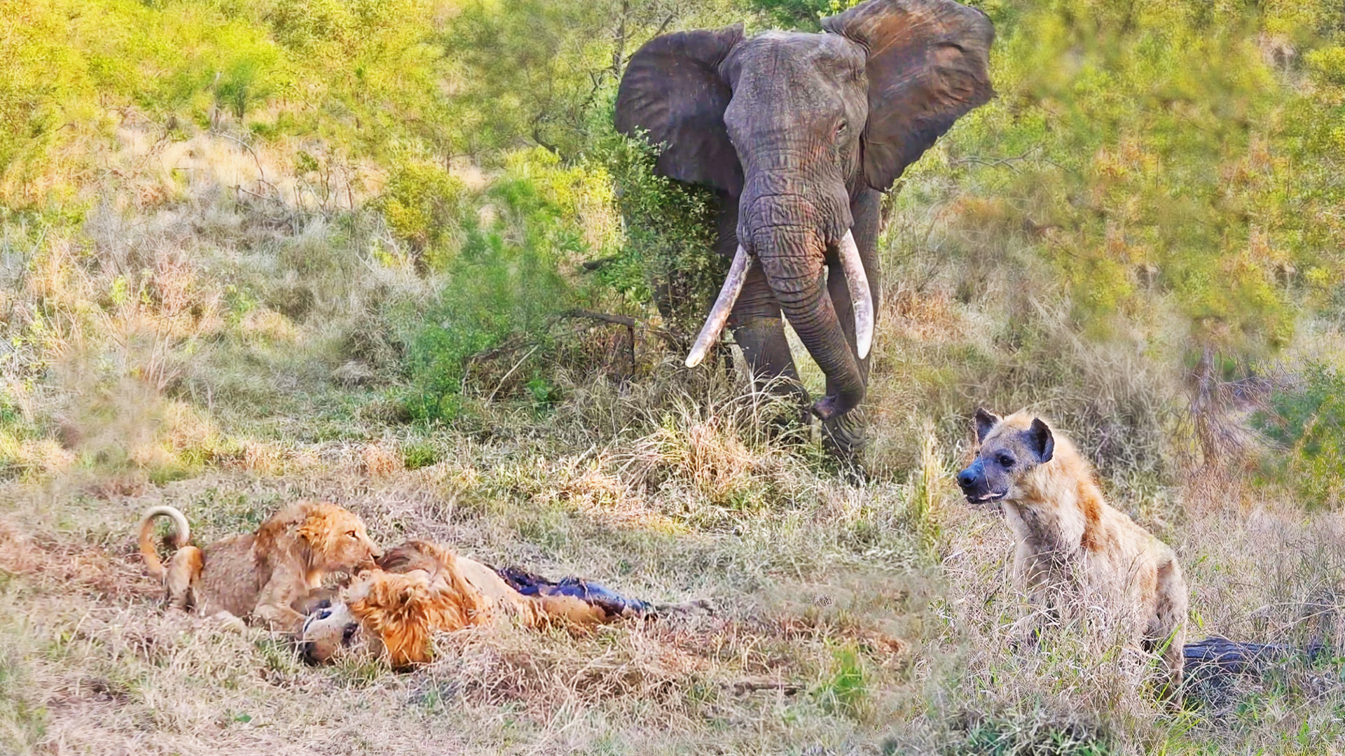 Elephants Come to Visit a Dead Male Lion