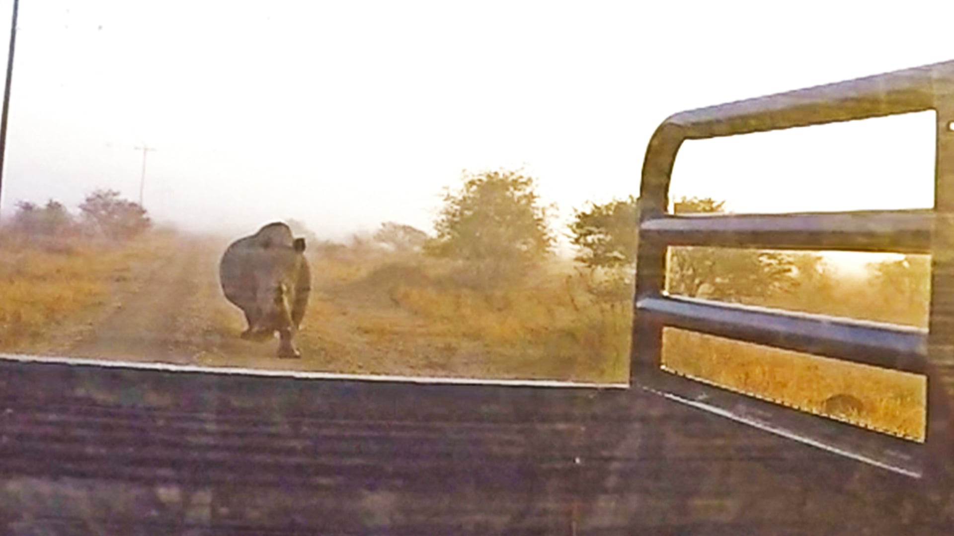 Angry Rhino Charges At A Moving Truck