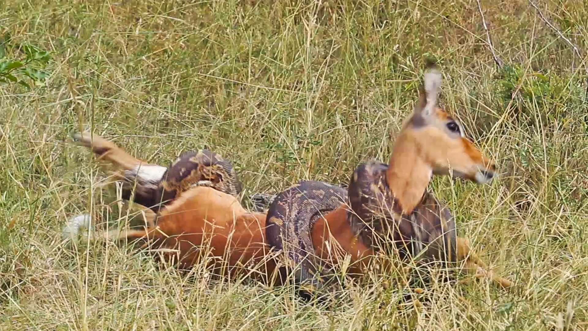 Huge Python Constricts and Swallows and Impala