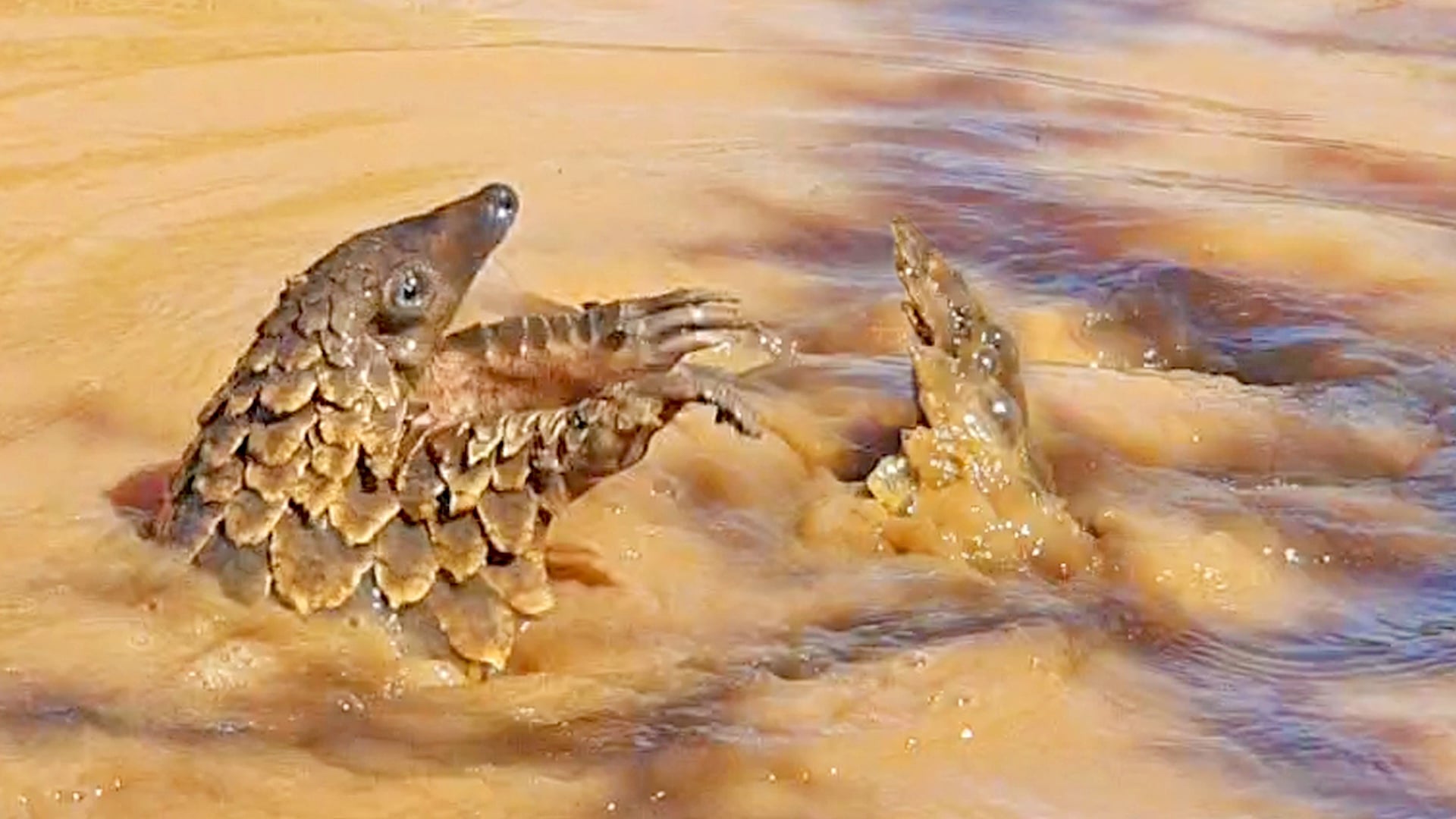 Adorable Pangolin Loves Swimming