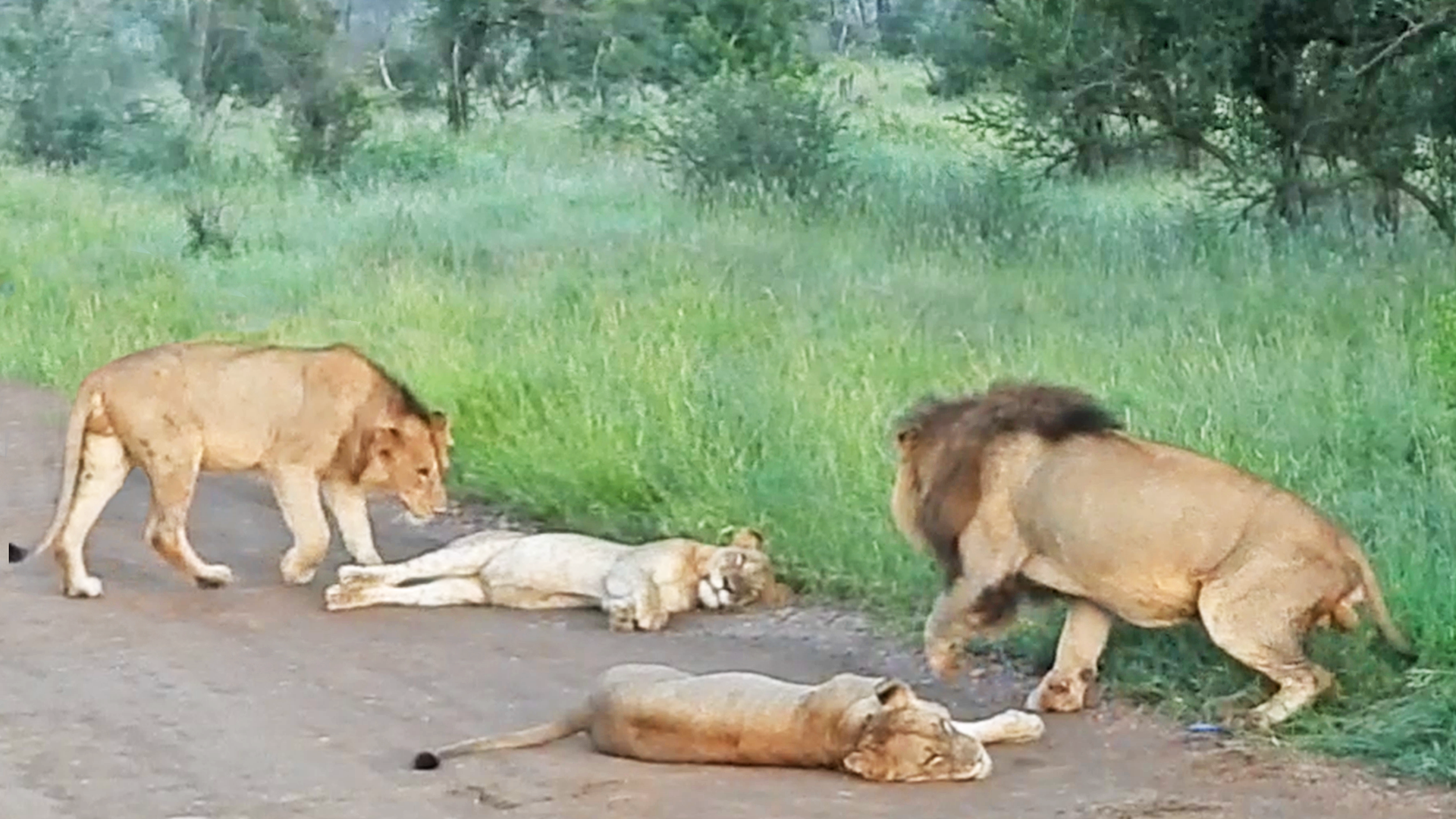 Lion Tries His Luck With a Female in the Road