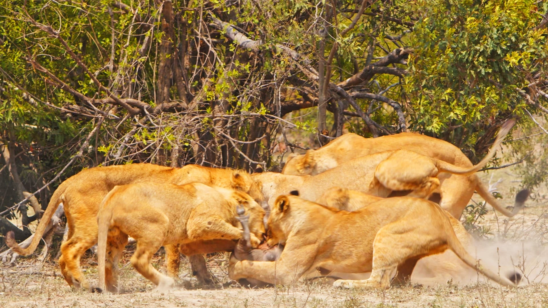 Brave Warthog Fights 6 Lions While Being Eaten