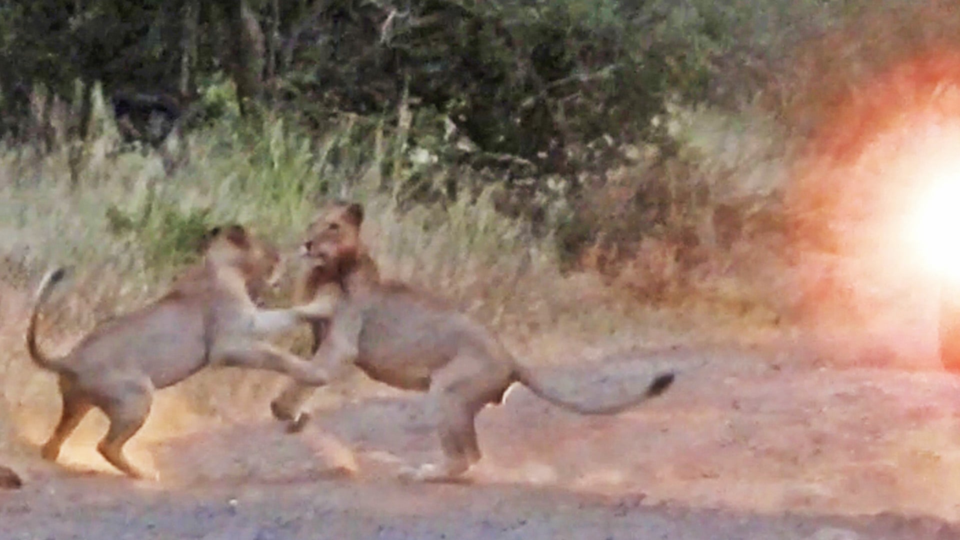Lioness Jumps Over Her Brother on the Road
