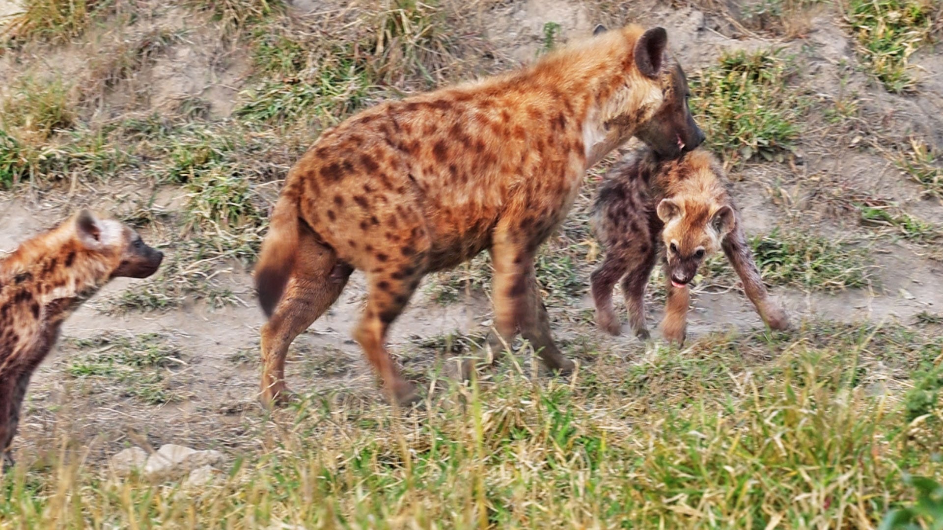 Adorable Hyena Cub Gets Carried to the Naughty Corner