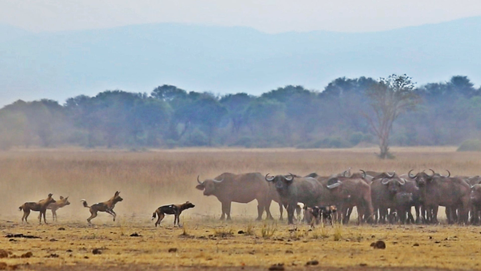 Watch These Wild Dogs Hunt Down a Huge Buffalo Herd 
