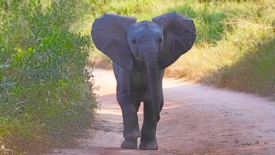 Watch This Brave Baby Elephant Try to Act tough 