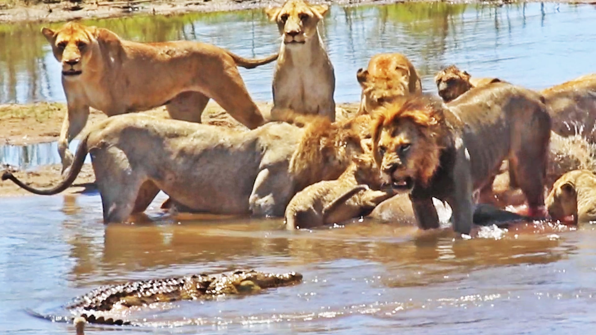 Brave Male Lions Protects Meal from Crocodile