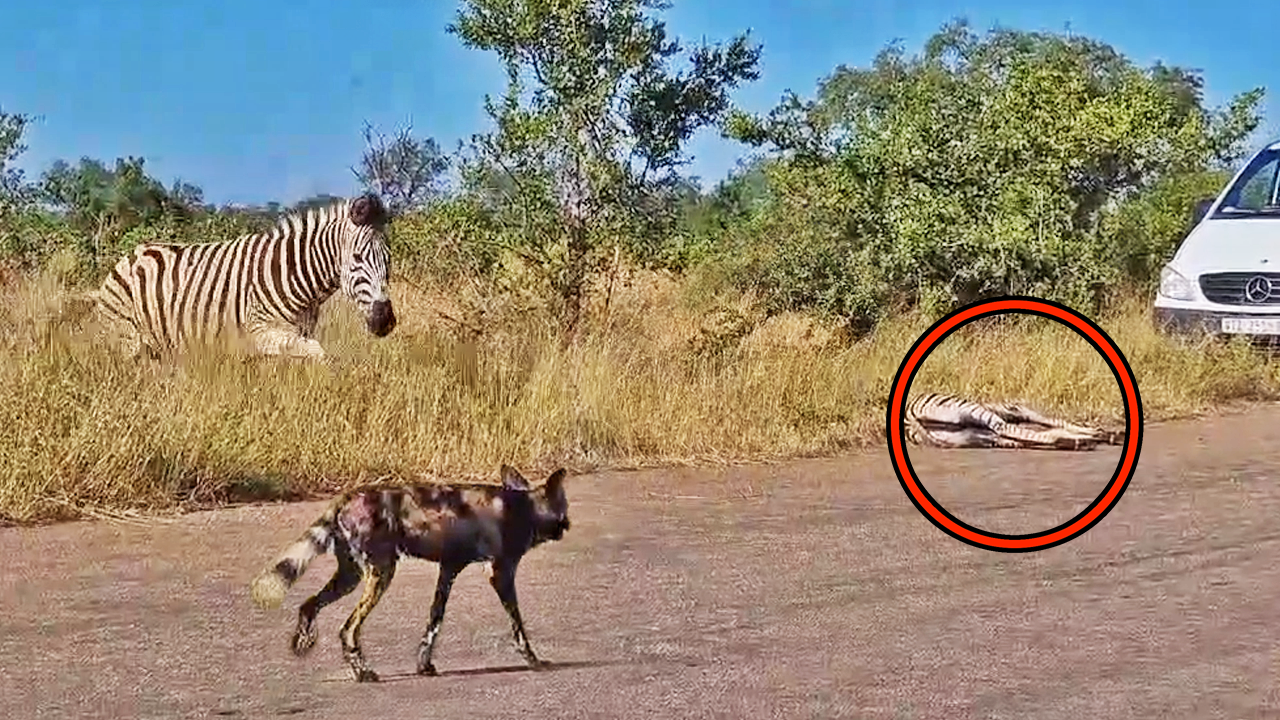 Heartbroken Zebra Mom Defends Foal from Wild Dogs on the Road