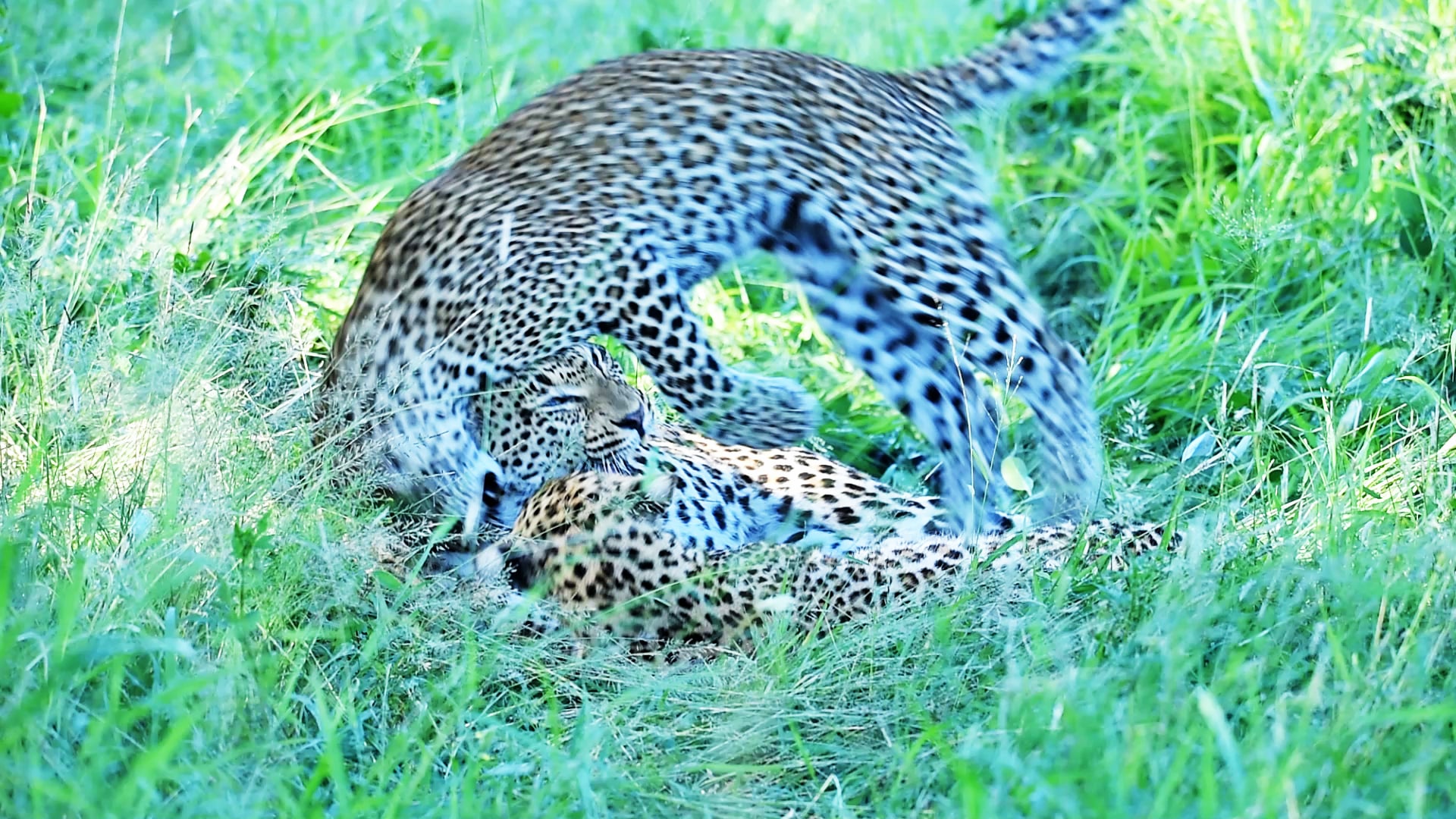 Watch This Leopard Attempt Acrobatics