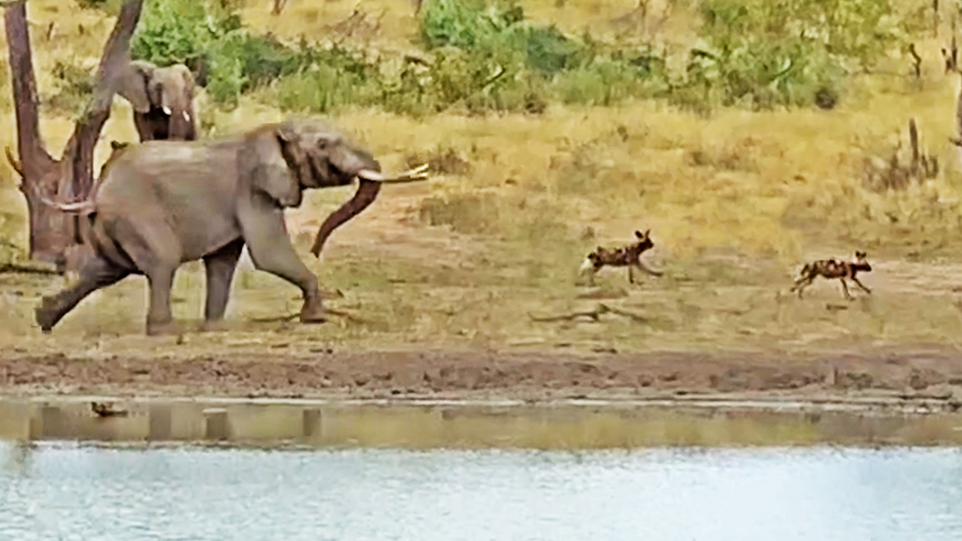 Angry Elephants Chase Down Wild Dogs