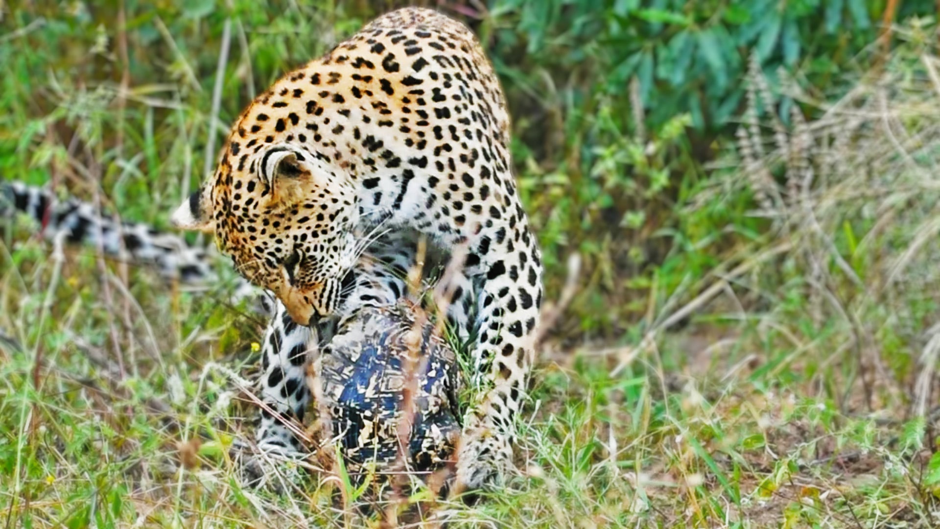 Two Leopards Try to Eat One Tortoise 