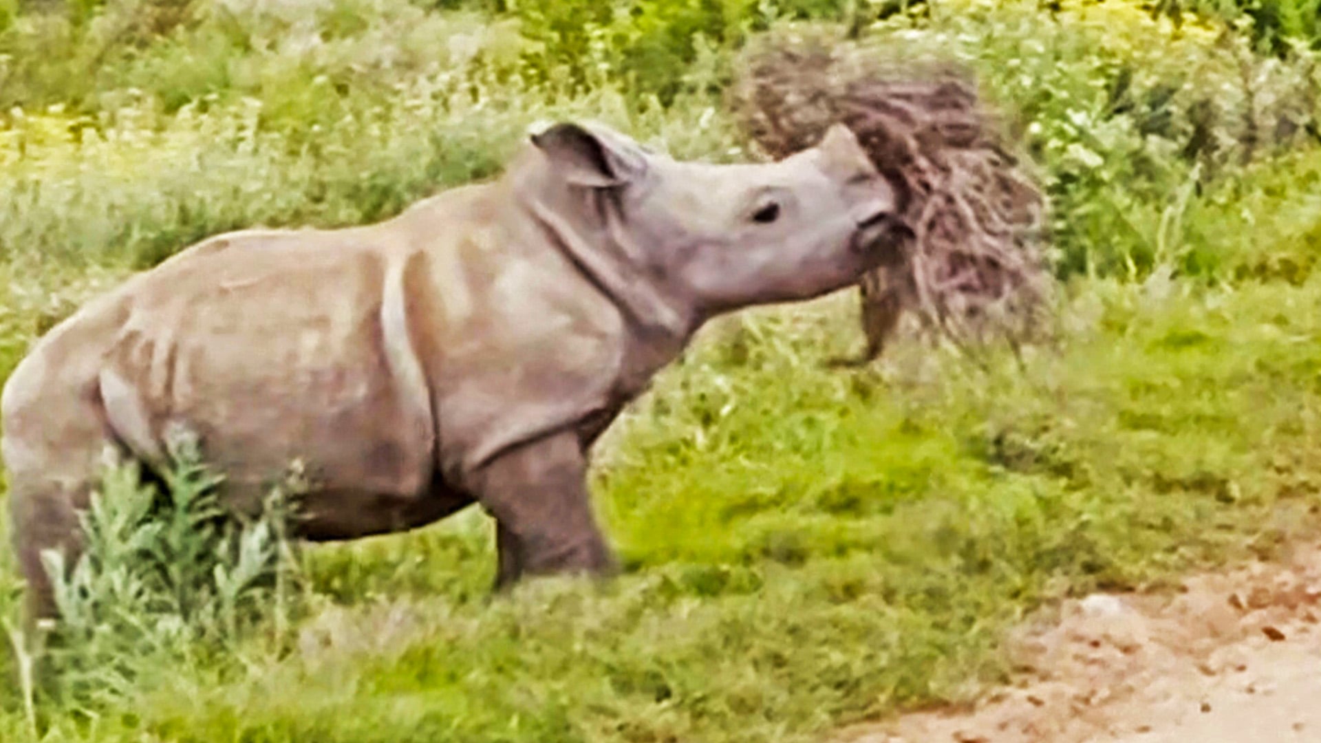Adorable Baby Rhino Tries to Carry Whole Bush