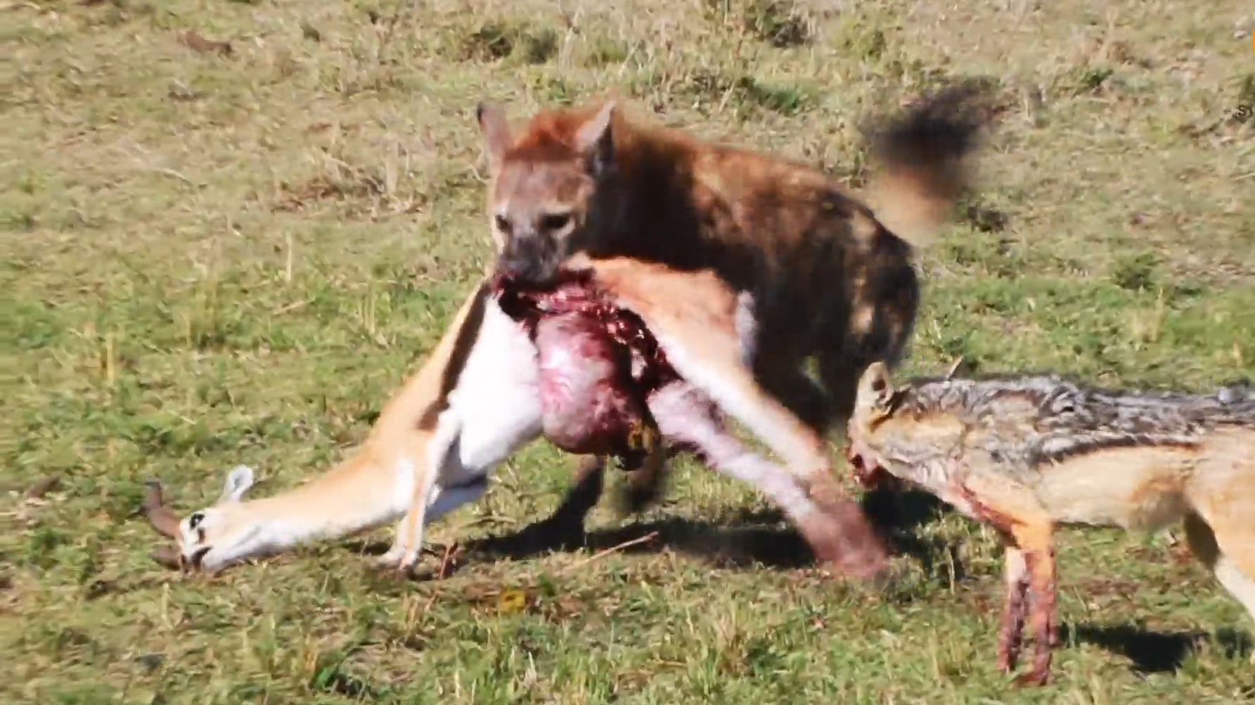 Vultures Watch a Hyena Steal a Kill From Jackal