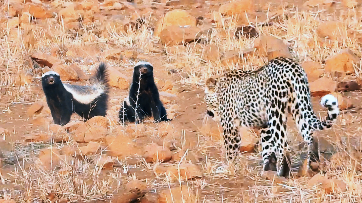 Leopard Casually Stumbles Into Two Aggressive Honey Badgers
