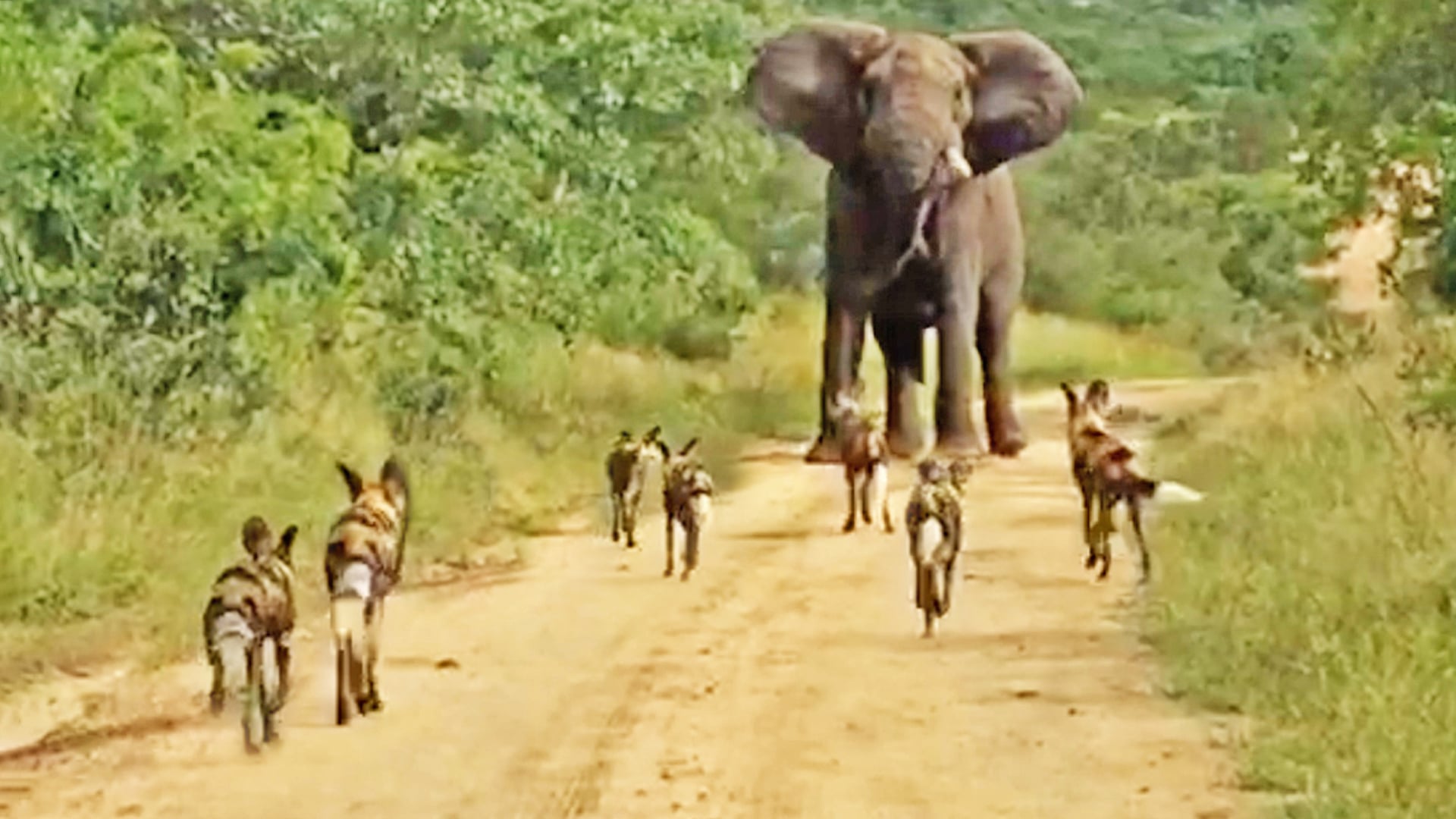 Wild Dogs Run Into an Elephant on the Road