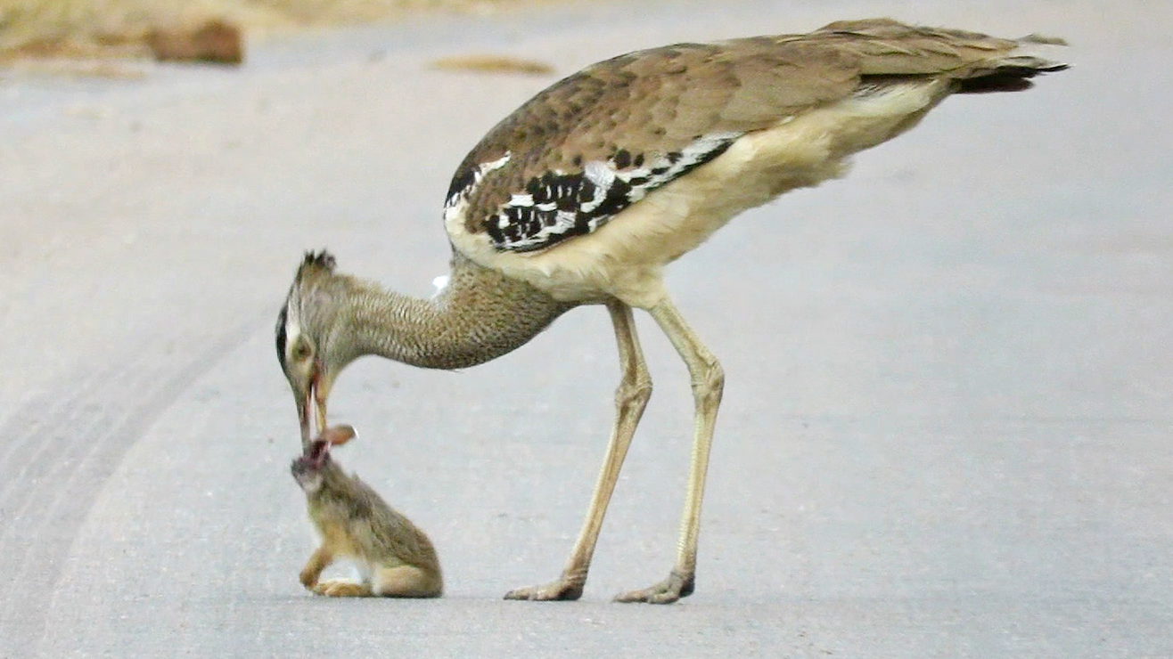 World’s Largest Flying Bird Plays with Rabbit on Road