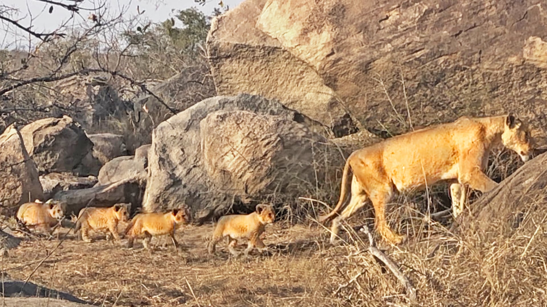 Lioness Leads Her Four Tiny Cubs to Den