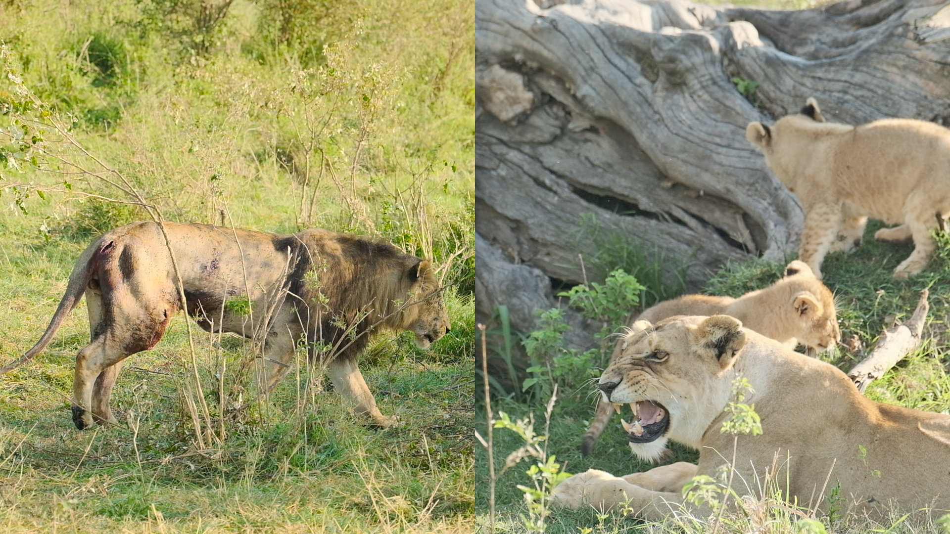 Injured Lion goes to His Family for Help