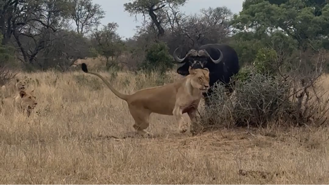 Watch This Buffalo Fight Off a Lion Pride