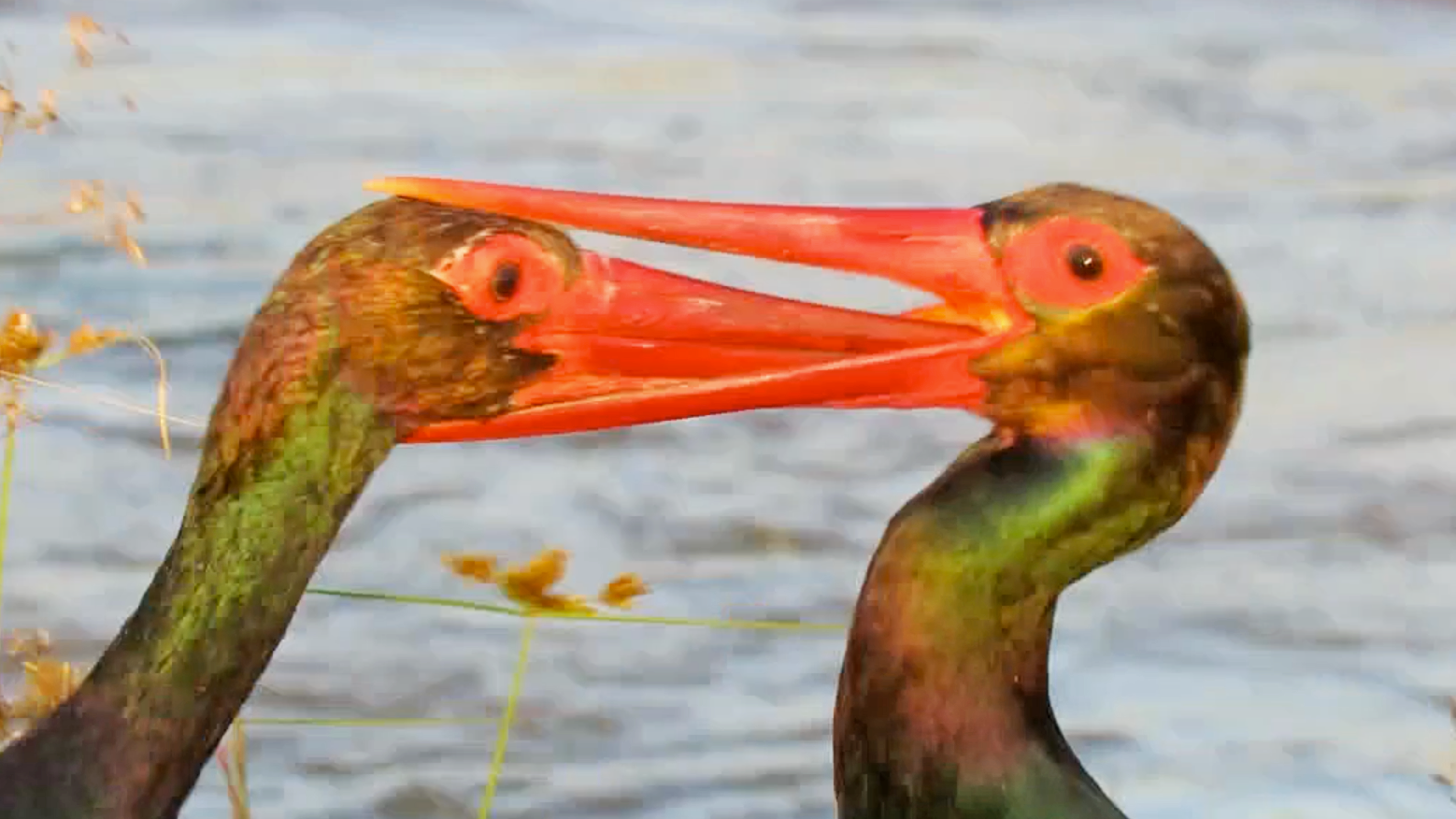 Crazy Stork Battle Gets One’s Beak Stuck 