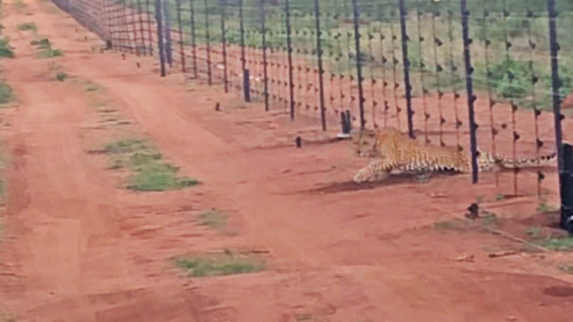 Clever Leopard Digs a Hole Under a Fence