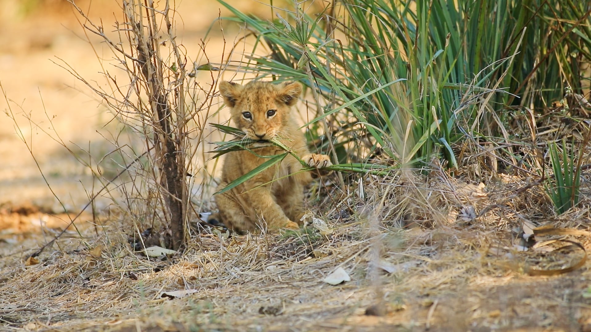 Adorable Tiny Lion Cub Turns Vegan