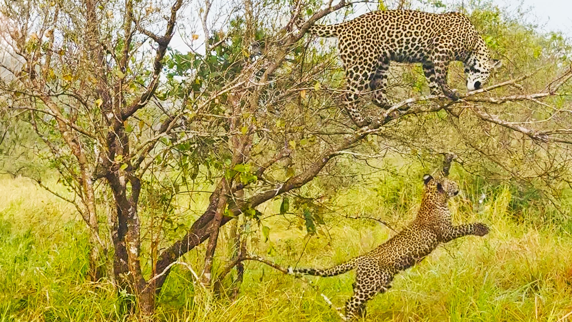 Mother Leopard Watches Her Baby Discover The World