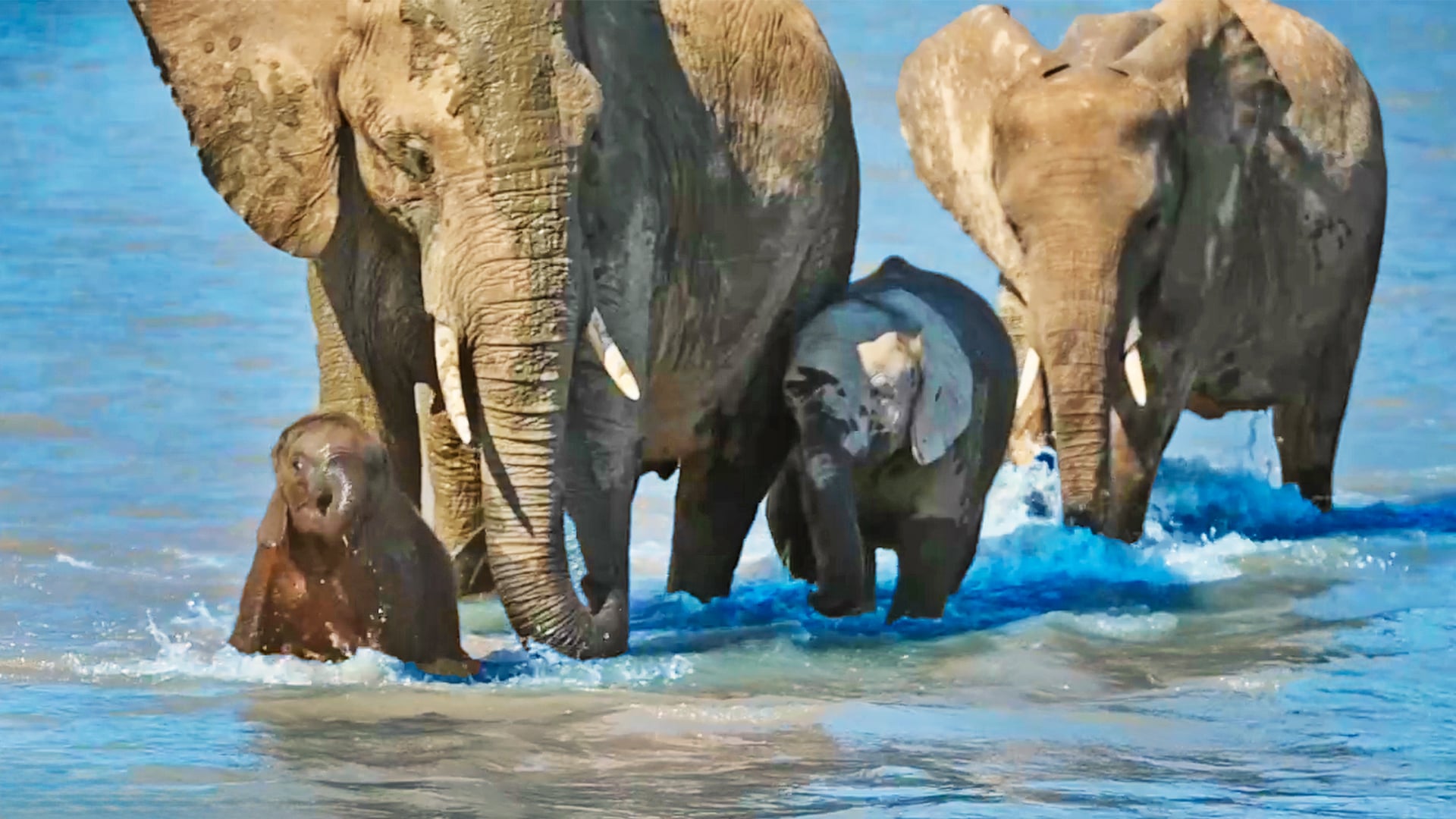 Adorable Baby Elephant Learns to Cross the River 