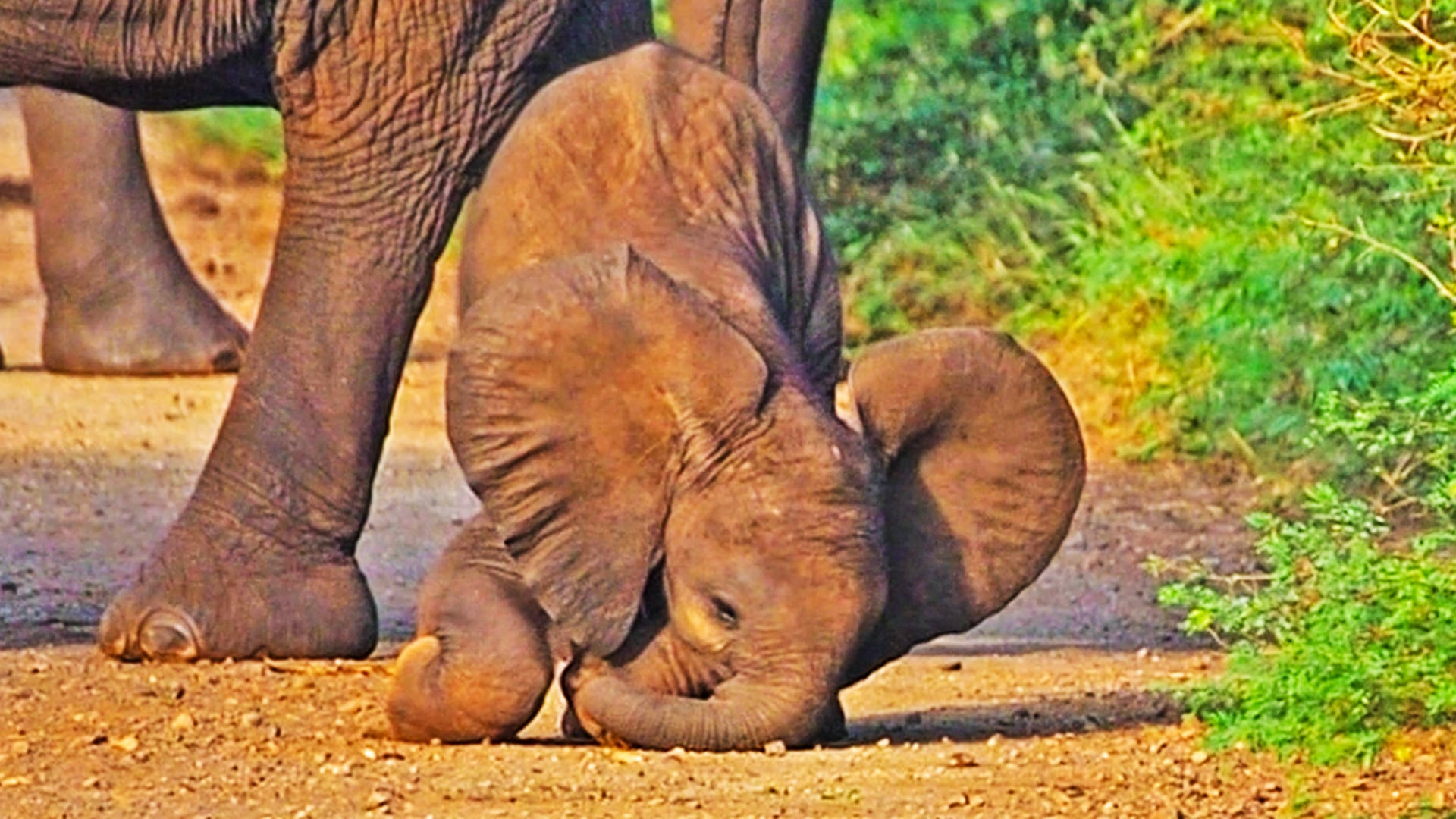 Adorable Baby Elephant Struggles To Master Trunk