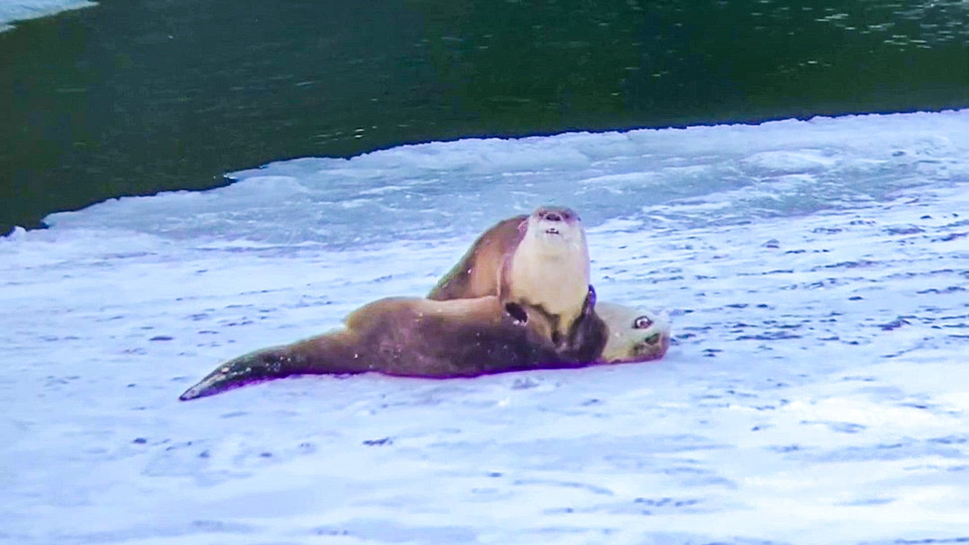 Otters Slip and Slide on Ice While Wrestling