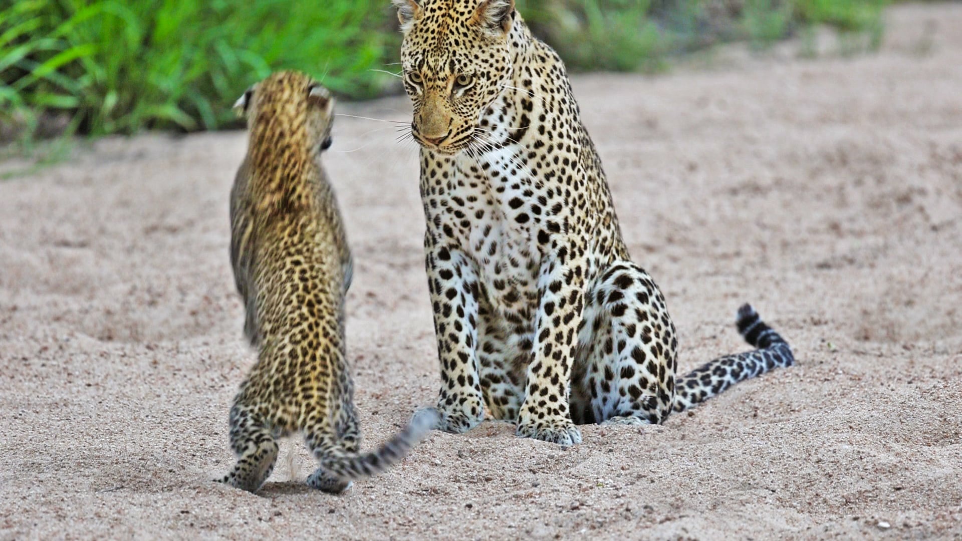 Lone Leopard Cub Makes Mom Play With Him