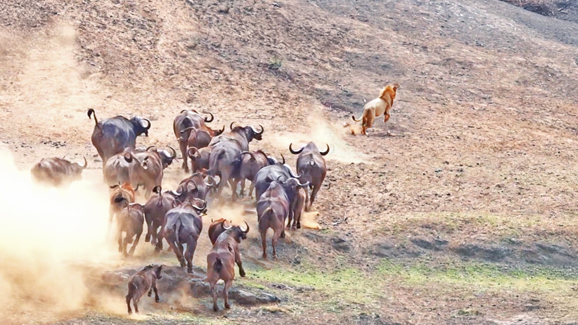 Old Lion Gets Chased Away By Entire Buffalo Herd 