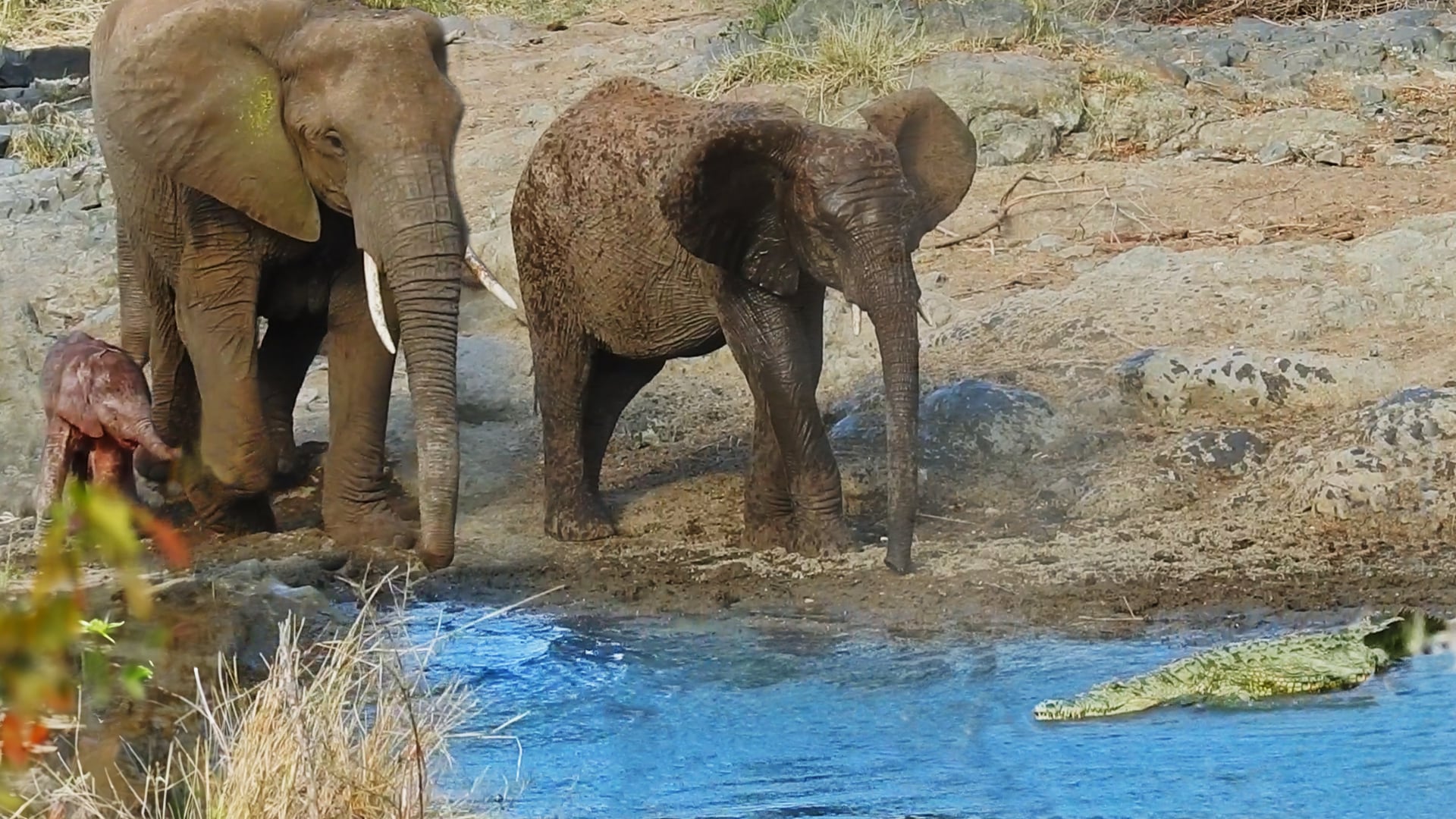 Elephants Splash a Crocodile to Protect Their Baby