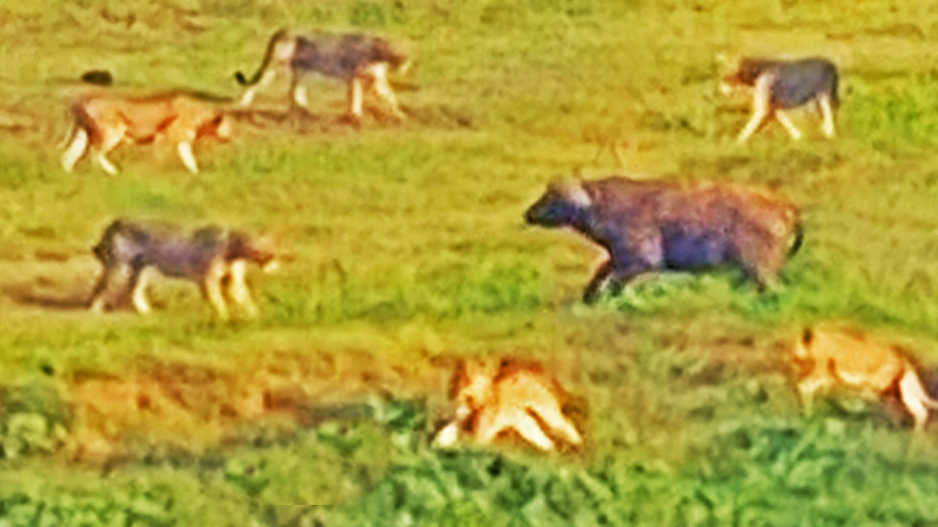 Lone Buffalo Attempts To Escape 23 Lions