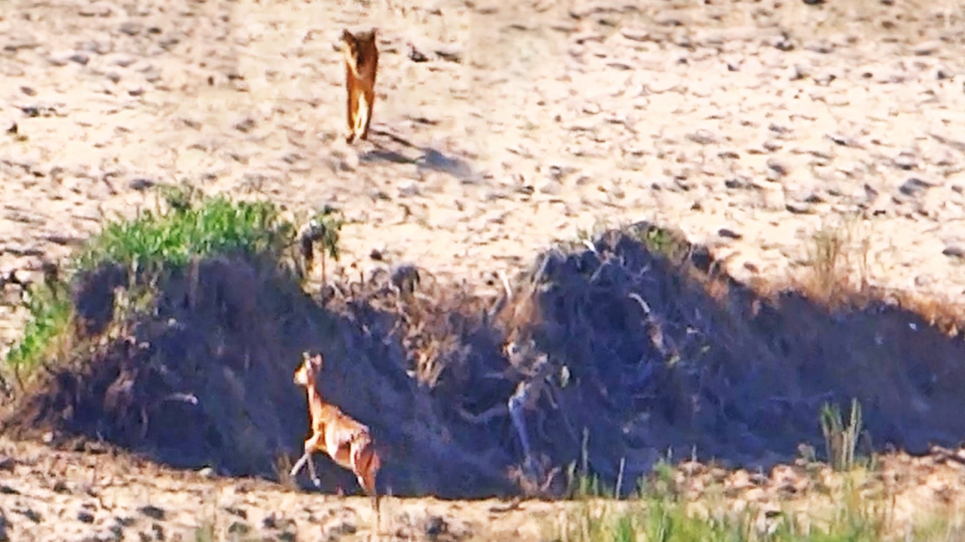 Impala Walks Right Into A Lion Hiding