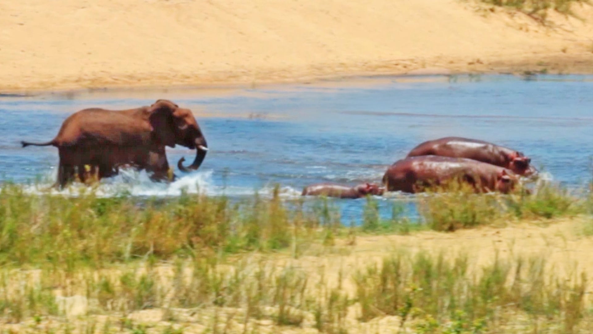 Angry Elephant Chases Off Hippos
