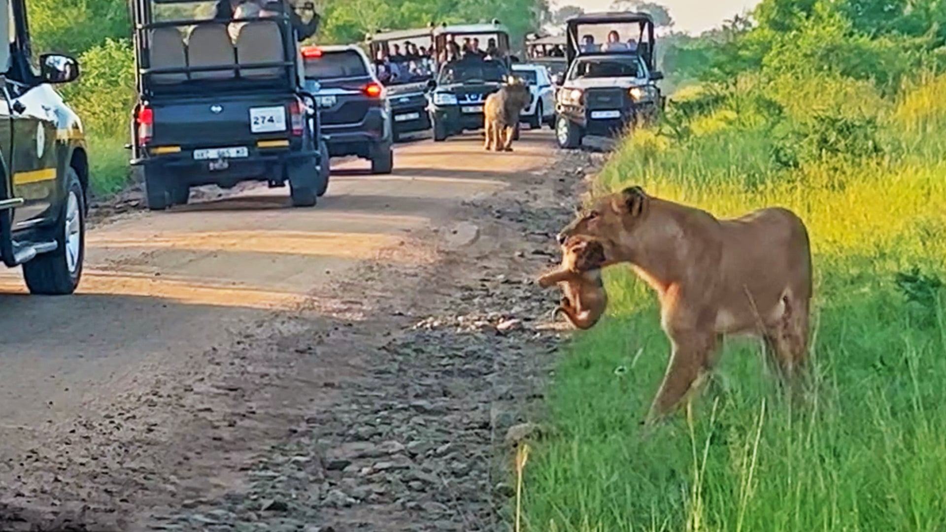 Lioness Takes Her Cub For A Stroll Down the Road
