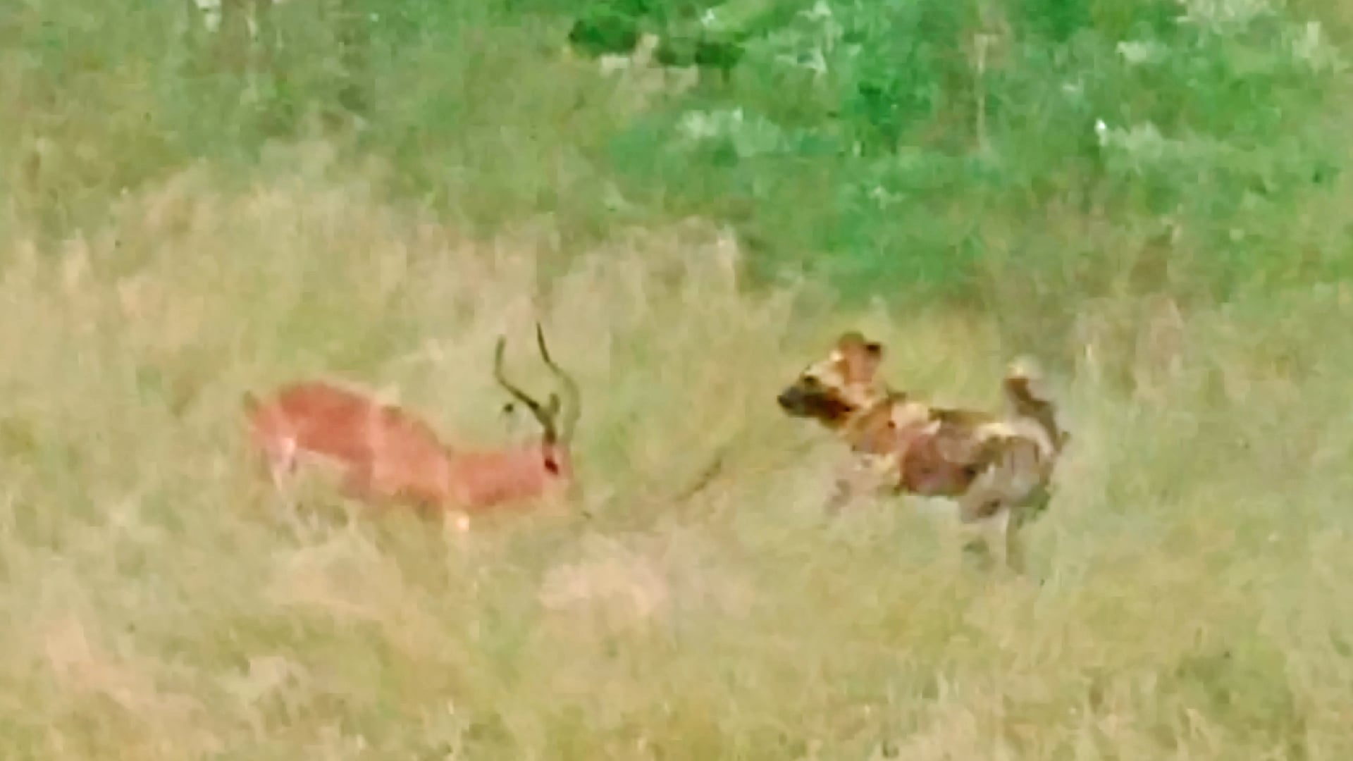 Wild Dog Runs Circles Around an Impala