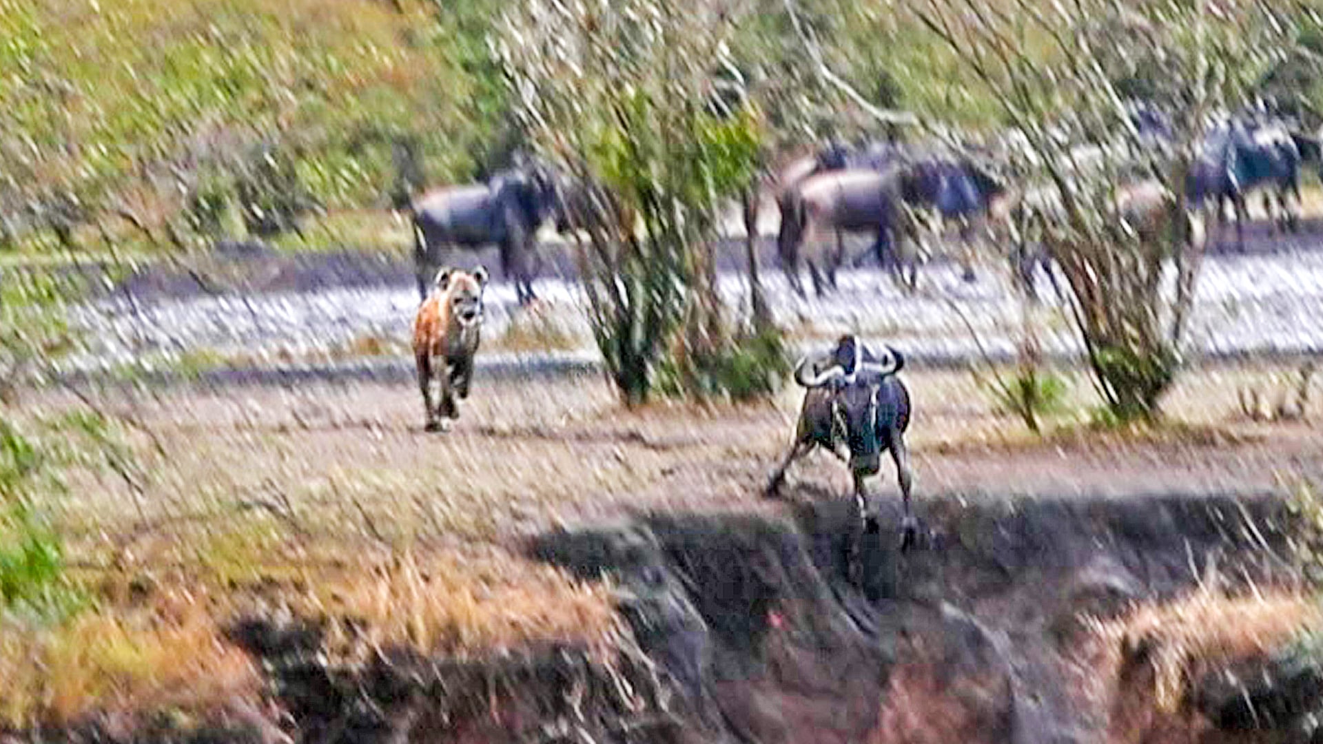 Hyena Chases a Wildebeest Off A Cliff 